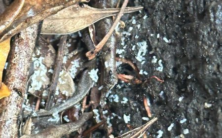 Defend Your Space: Expert Tips for a Pest-Free Melbourne Home