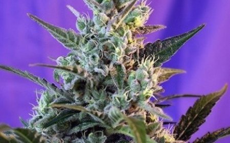 What to Know Before You Buy Cannabis Seeds