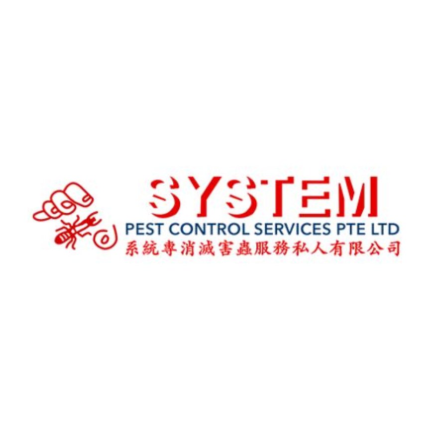 Importance of Hiring Professional Termite Specialists